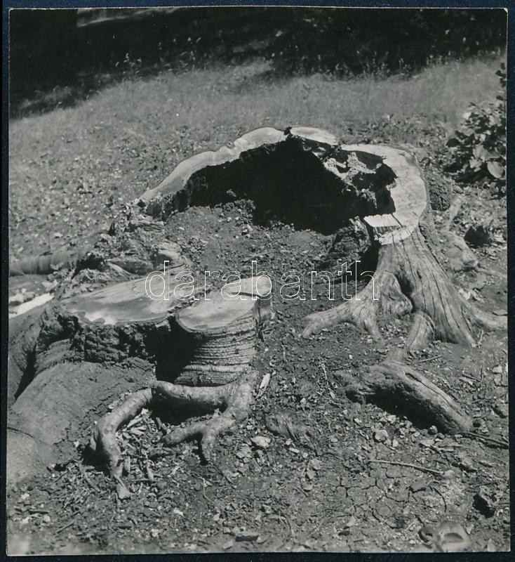 cca 1938 Kinszki Imre (1901-1945) budapesti fotóművész hagyatékából, jelzés nélküli vintage fotó (kivágott fa), 5,4x5 cm