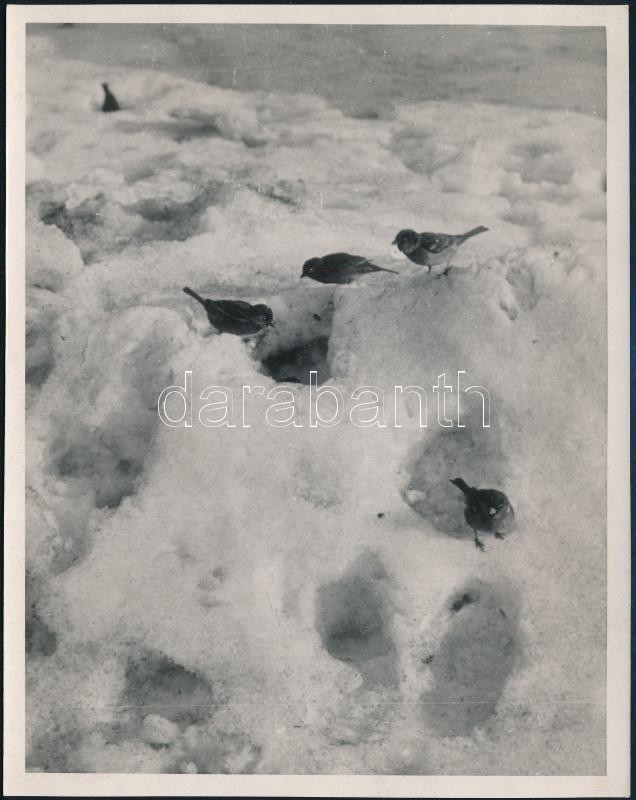 cca 1933 Kinszki Imre (1901-1945) budapesti fotóművész hagyatékából, pecséttel jelzett vintage fotó (madarak a hóban), képoldalára átnyomódott a hátoldalán levő gyermekrajz, 15x11,6 cm