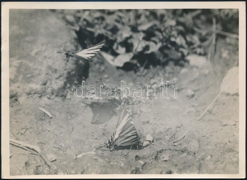cca 1933 Kinszki Imre (1901-1945) budapesti fotóművész hagyatékából, pecséttel jelzett vintage fotó (pillangók), 13x18 cm