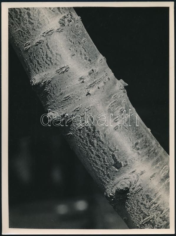 cca 1934 Kinszki Imre (1901-1945) budapesti fotóművész hagyatékából, a szerző által - írógéppel -  feliratozott, vintage fotó (tavasz), 24x18 cm