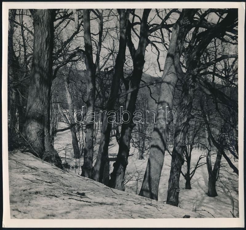 cca 1935 Kinszki Imre (1901-1945) budapesti fotóművész hagyatékából, jelzés nélküli vintage fotó (erdő a hegyoldalon), 18x19 cm