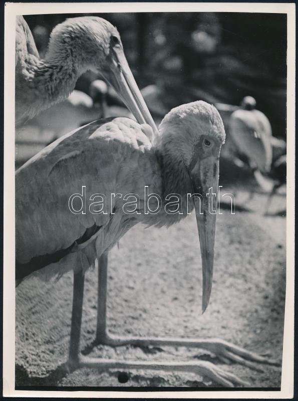 cca 1935 Kinszki Imre (1901-1945) budapesti fotóművész hagyatékából pecséttel jelzett vintage fotó (pihenő madarak), 24,3x18 cm