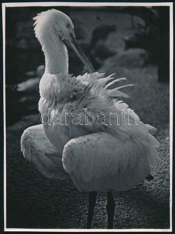 cca 1935 Kinszki Imre (1901-1945) budapesti fotóművész hagyatékából pecséttel jelzett vintage fotó (The Heron's Cosmetics), sarkán kis törés, 23,5x17,6 cm