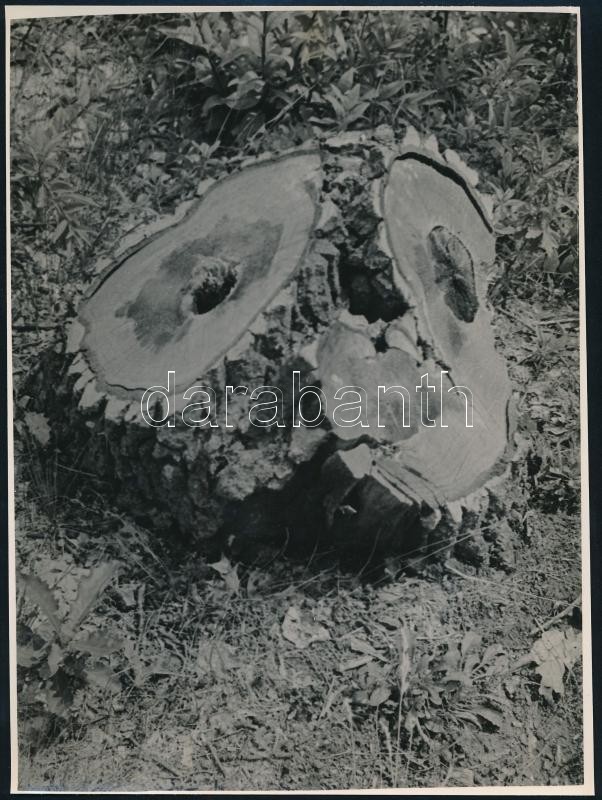 cca 1933 Kinszki Imre (1901-1945) budapesti fotóművész hagyatékából jelzés nélküli vintage fotó (kivágott fa), sarkán kis törés, 23x17 cm