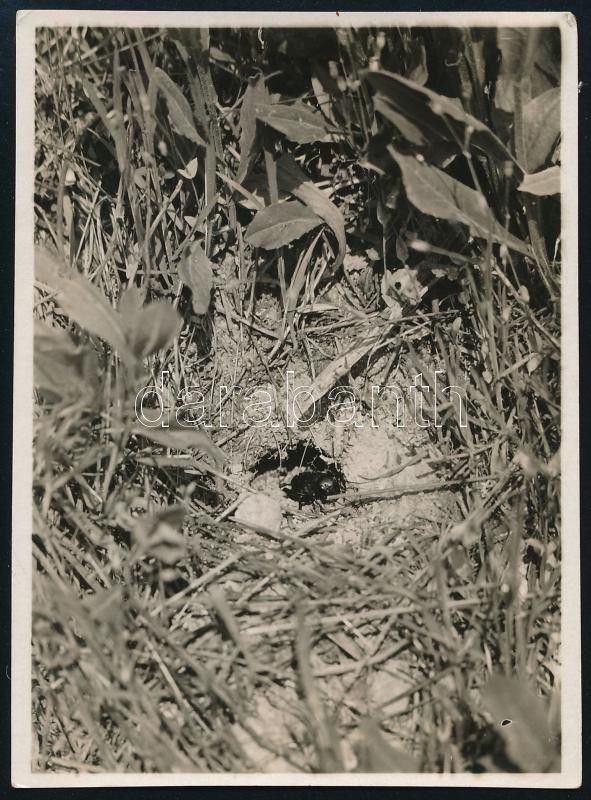 cca 1932 Kinszki Imre (1901-1945) budapesti fotóművész hagyatékából, jelzés nélküli, de a szerző által feliratozott vintage fotó (Grille), 8,4x6,2 cm