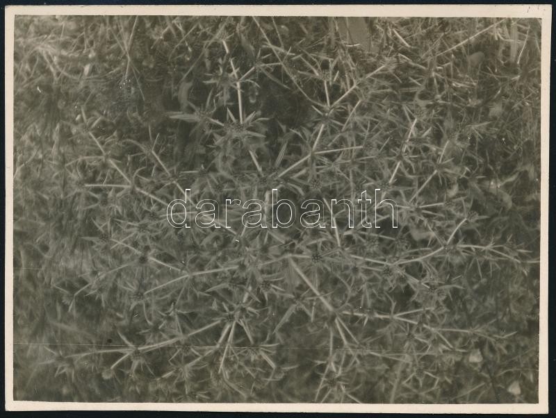 1932 Kinszki Imre (1901-1945) budapesti fotóművész hagyatékából, jelzés nélküli vintage fotó (tüskés növény), 11,8x8,6 cm