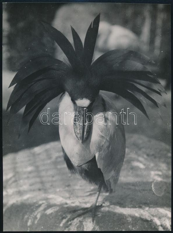 cca 1932 Kinszki Imre (1901-1945) budapesti fotóművész hagyatékából, pecséttel jelzett vintage fotó (tolldísz), 21,5x16 cm