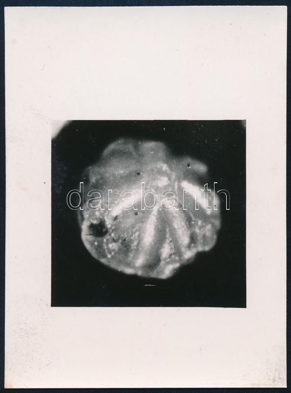 cca 1933 Kinszki Imre (1901-1945) budapesti fotóművész hagyatékából, jelzés nélküli vintage fotó (Makrofotó egy termésről), 8x6 cm
