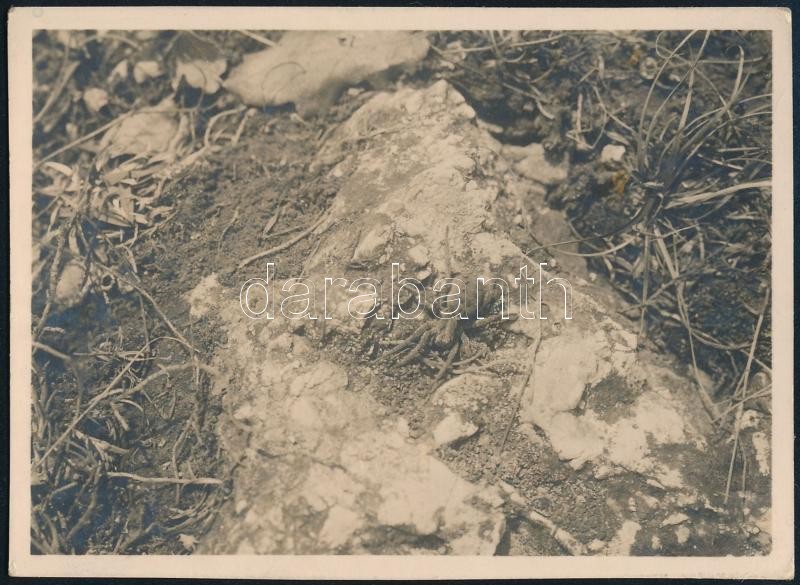 1934 Kinszki Imre (1901-1945) budapesti fotóművész hagyatékából, jelzés nélküli, de a szerző által németül feliratozott vintage fotó (Wolfspinne), 8,4x6 cm