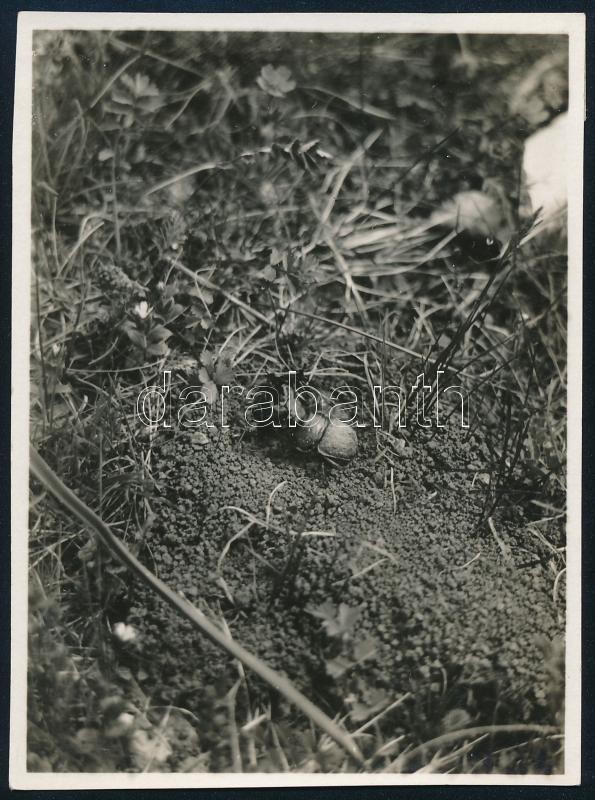 1934 Kinszki Imre (1901-1945) budapesti fotóművész hagyatékából, jelzés nélküli, de a szerző által németül feliratozott vintage fotó (Bild 15.), 8,3x6 cm