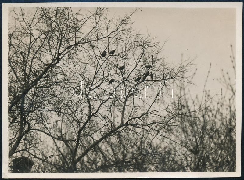 1931 Kinszki Imre (1901-1945) budapesti fotóművész hagyatékából, jelzés nélküli, de a szerző által datált vintage fotó (faágak), 6x8,5 cm