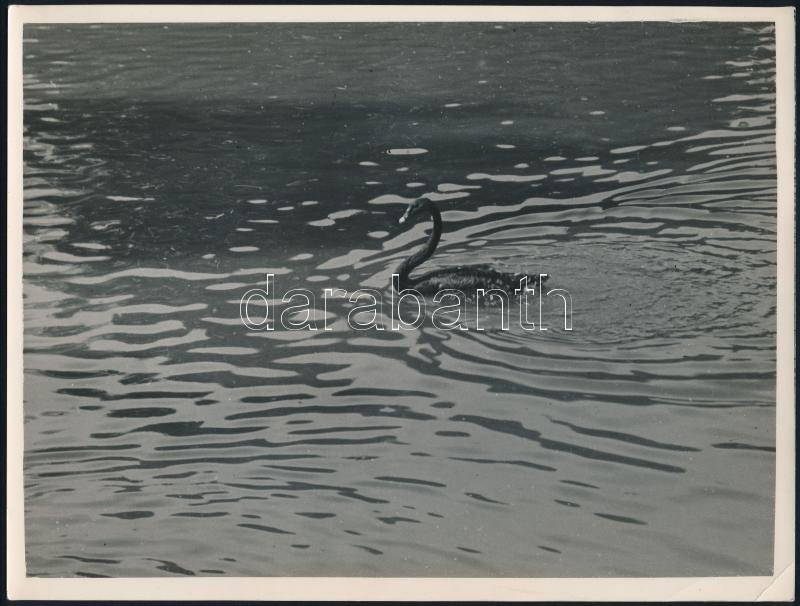 cca 1934 Kinszki Imre (1901-1945) budapesti fotóművész pecséttel jelzett és aláírt vintage fotóművészeti alkotása (vízi madár), sarkán törés, 18x24 cm