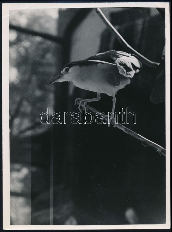 cca 1934 Kinszki Imre (1901-1945) budapesti fotóművész pecséttel jelzett és aláírt vintage fotóművészeti alkotása (madár), sarkán törés, 24,5x18 cm