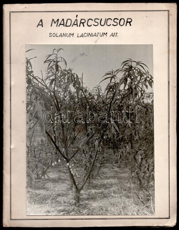 cca 1965 Gyógyszeripari növényünk a madárcsucsor c. stencilezett leírás (19 p.), 20 db beragasztott vintage fotóval illusztrálva, 8x10 cm, a kiadvány 29x22 cm