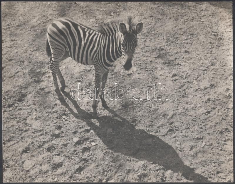 1933 Kinszki Imre (1901-1945) budapesti fotóművész hagyatékából, pecséttel jelzett vintage fotó (Zebra), 22,5x28,6 cm