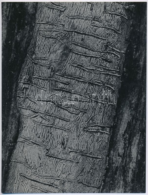 cca 1936 Kinszki Imre (1901-1945) budapesti fotóművész hagyatékából, jelzés nélküli vintage fotó, amit a szerző feliratozott (Enemies of the tree), 22x16,9 cm