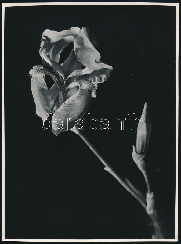cca 1935 Kinszki Imre (1901-1945) budapesti fotóművész hagyatékából írógéppel feliratozott vintage fotó (virág), felületén törésnyom, 23,2x17,3 cm
