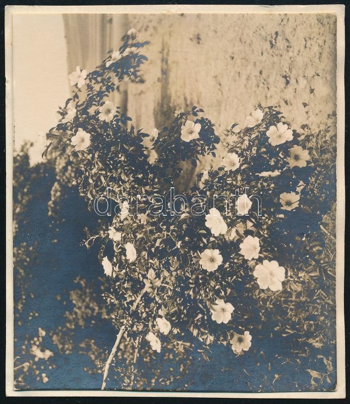 1929 Kinszki Imre (1901-1945) budapesti fotóművész hagyatékából, a szerző által datált vintage fotó (Újlakihegy, ez a szerző 221. felvétele), 6,3x7,2 cm