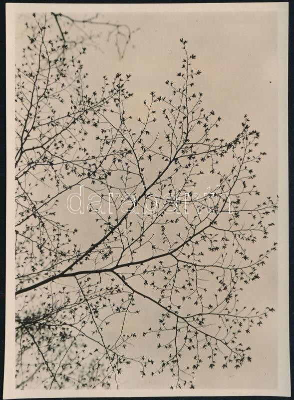 1931 Kinszki Imre (1901-1945) budapesti fotóművész hagyatékából, a szerző által datált vintage fotó (Hűvösvölgy, ez a szerző 884. felvétele), 8,5x6 cm
