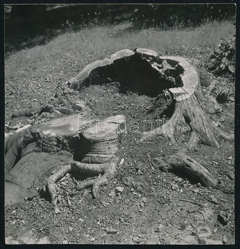 1939 Kinszki Imre (1901-1945) budapesti fotóművész hagyatékából, a szerző által datált vintage fotó, 5,3x5,2 cm