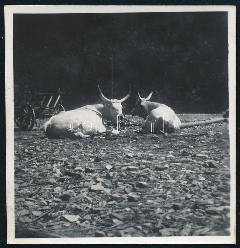 cca 1937 Kinszki Imre (1901-1945) budapesti fotóművész hagyatékából jelzés nélküli vintage fotó (pihenő marhák), a kép sarkán törésvonal, 5,8x5,5 cm