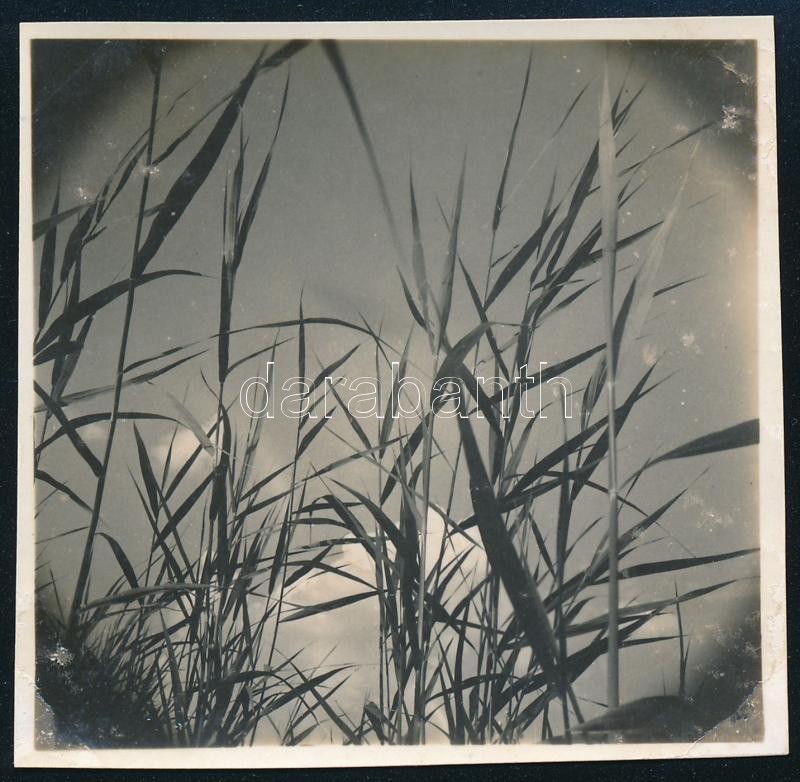 cca 1937 Kinszki Imre (1901-1945) budapesti fotóművész hagyatékából jelzés nélküli vintage fotó (nádas), 5,6x5,6 cm