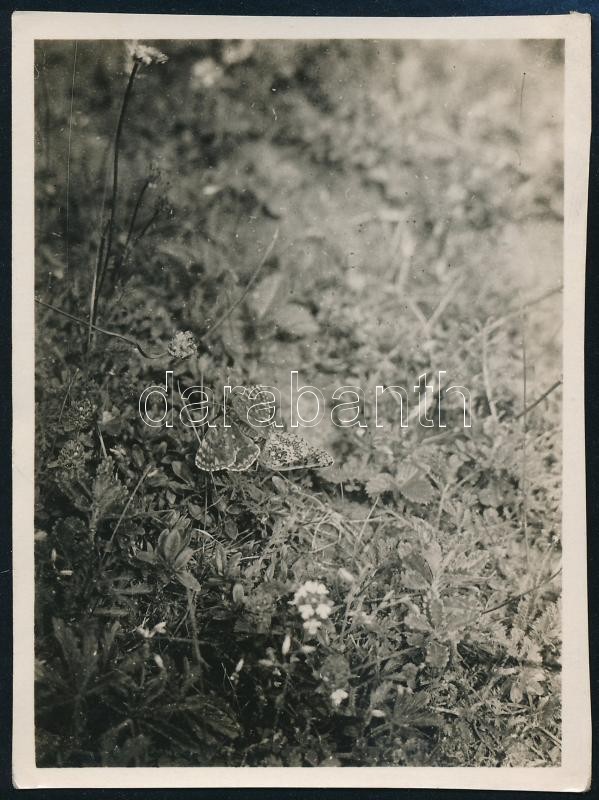 1931 Kinszki Imre (1901-1945) budapesti fotóművész hagyatékából, a szerző által feliratozott vintage fotó (rejtőzködő pillangó), 8,5x6,3 cm