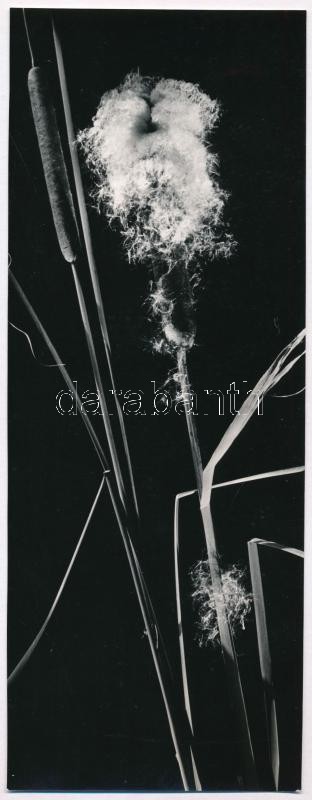 1967 Orbán József tapolcai fotóművész feliratozott, vintage fotóművészeti alkotása (Buzogány a Hortobágyon), a magyar fotográfia avantgarde korszakából, 23x8,7 cm