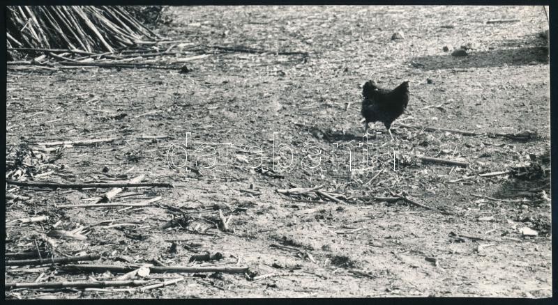 1964 Borbély Mihály ,,Vidéki udvar" című vintage fotóművészeti alkotása, feliratozva, 10,6x19,2 cm