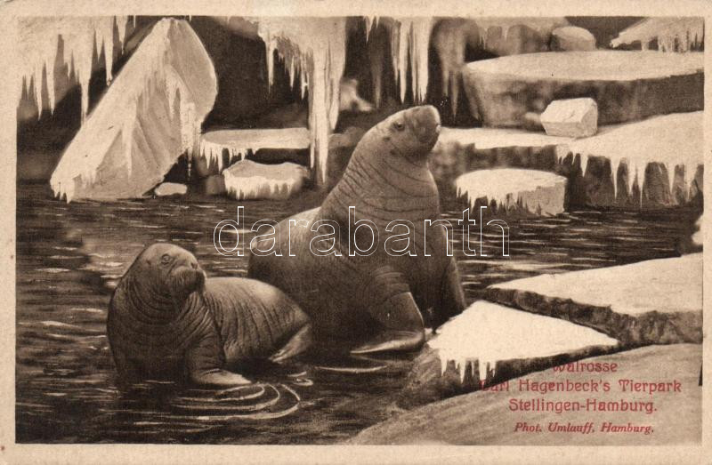 Hamburg, Stellingen; Carl Hagenbeck's Tierpark, Walrosse / zoo, walrus