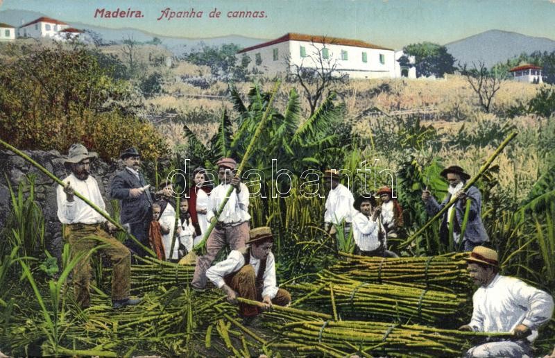 Madeira, Apanha de cannas / cane collectors