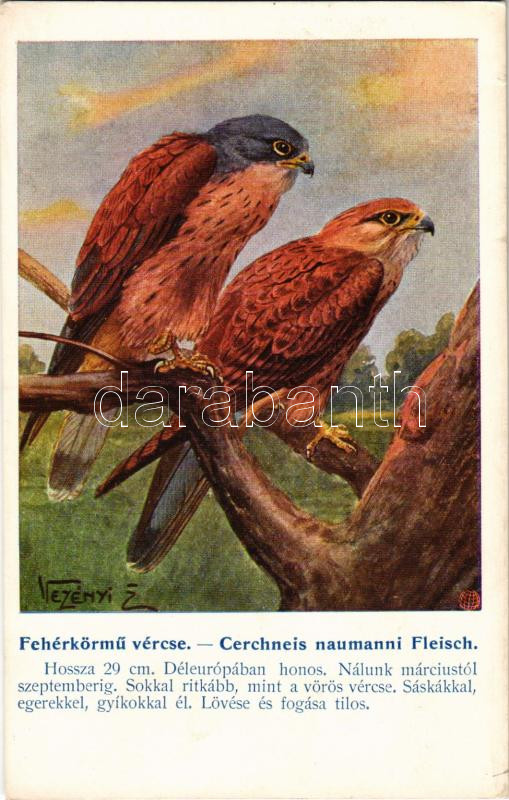 Cerchneis naumanni Fleisch / Lesser kestrel, falcon s: Vezényi Z., Fehérkörmű vércse. A Magyar Földrajzi Intézet r.t. kiadása Székesfővárosi állatkerti sorozat s: Vezényi Z.