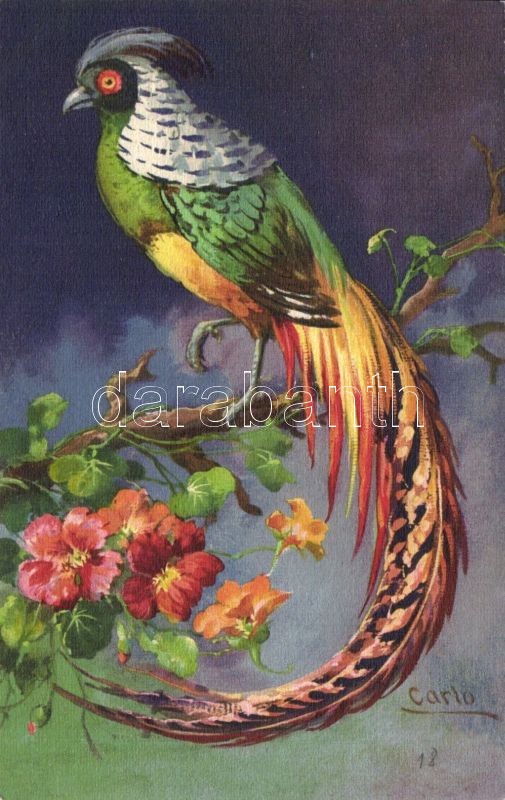 Parrot s: Carlo, Papagáj s: Carlo