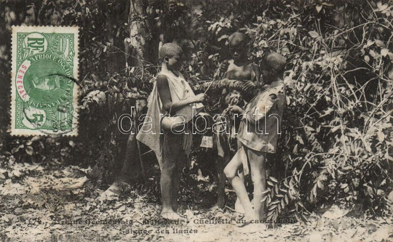 Haute-Guinée, Saignée des lianes / Upper Guinea folklore, rubber harvest, Felső-Guinea-i folklór, gumi betakarítása