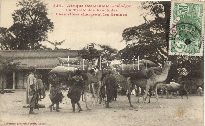 534. Afrique Occidentale, Senegal, La Trait des Arachides / Senegalese folklore, peanut transport on camels, Szenegáli folklór, földimogyoró szállítása tevékkel