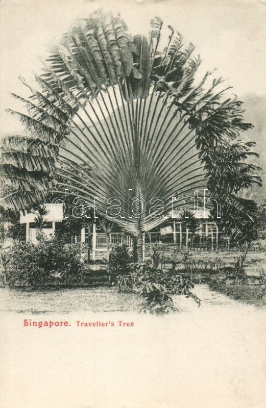 Singapore, Traveller´s tree