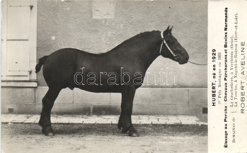 Hubert versenyló, született 1929, Hubert racehorse, born in 1929