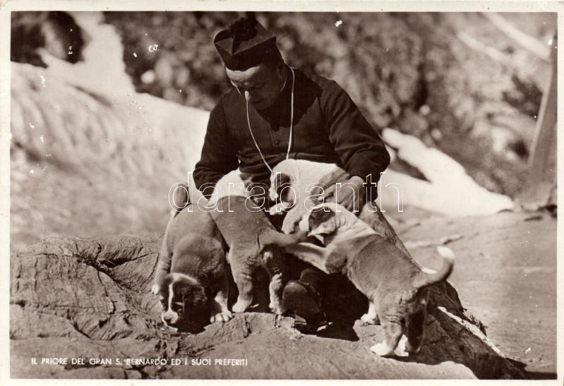 Priest with St. Bernard puppy dogs, Pap bernáthegyi kölyökkutyákkal