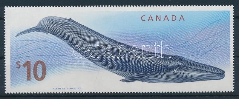 Blue whales, Kékbálna
