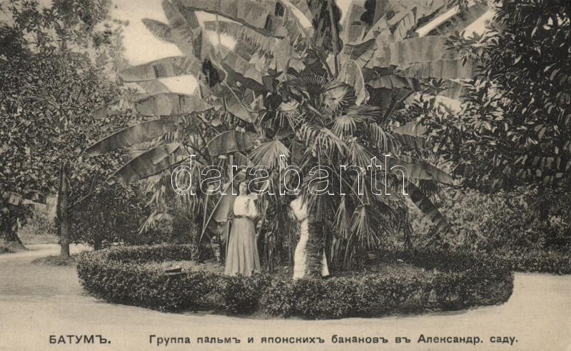 Batumi, Batoum; Alexander park, palm tree