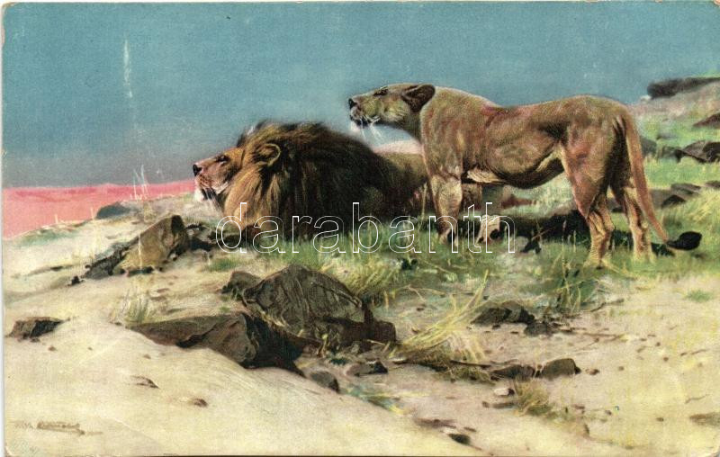 Lions, Stengel s: Wilhelm Kuhnert, Oroszlánok, Stengel s: Wilhelm Kuhnert