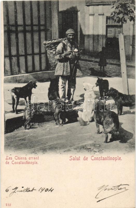 Constantinople, stray dogs