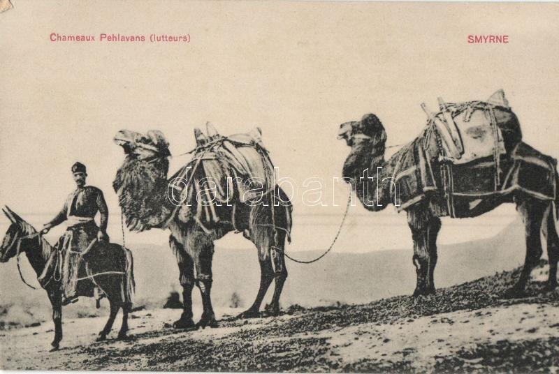 Smyrna, Chameaux Pehlavans (lutteurs) / camel wrestler