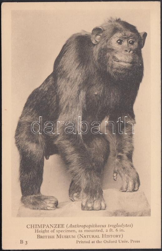 Mounted Chimpanzee in the British Museum