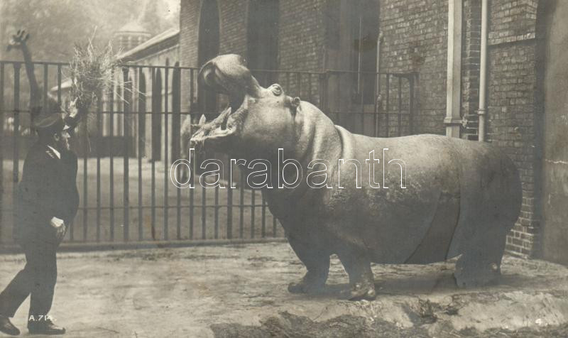 Hippo feeding