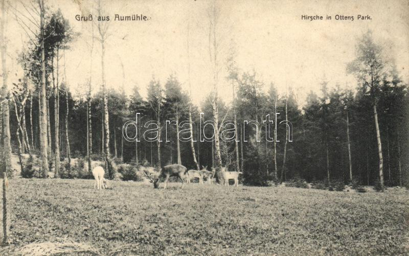 Aumühle, ottens Park, deers