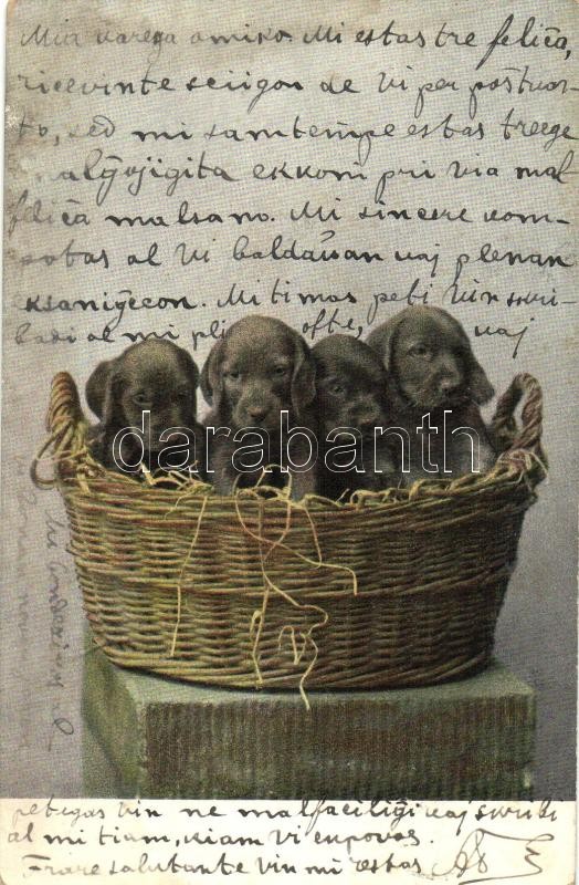 Puppies, Serie 313. 5. (wet corner), Kölyök kutyák, Serie 313. 5. (ázott sarkak)