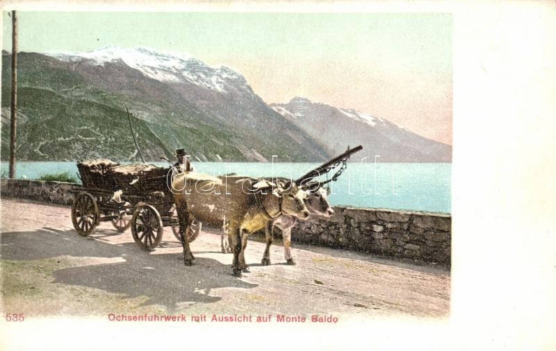 Monte Baldo, Ochsenfuhrwerk / ox carriage