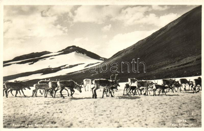 Sulitelmajökeln, Renhjord / glacier, reindeers