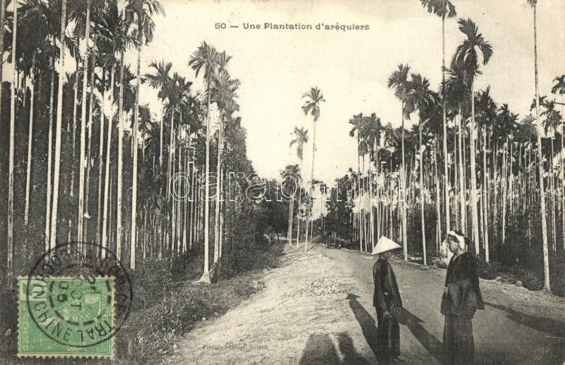 Vietnamese folklore, areca palm plantation, TCV card, Vietnámi folklór, pálma ültetvény, TCV card
